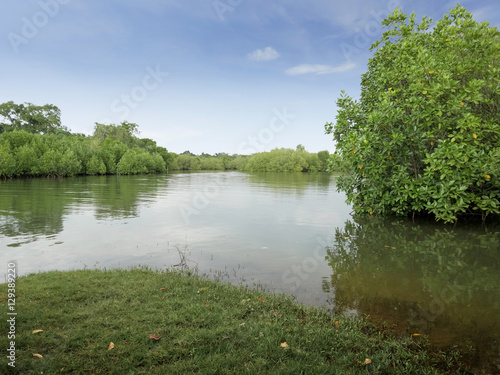 Fototapeta Naklejka Na Ścianę i Meble -  Mangrove forest in south east asia