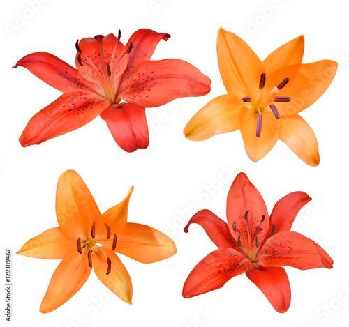 Lily flowers isolated on white background.
