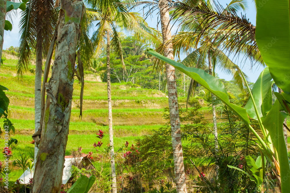 Beautiful rice terraces at Tegalalang, Ubud, Bali. Beautiful rice terraces at Tegalalang, Ubud, Bali.