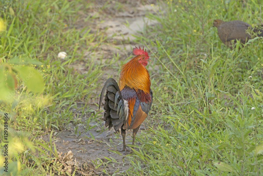 Fototapeta premium Red Junglefowl in the woods