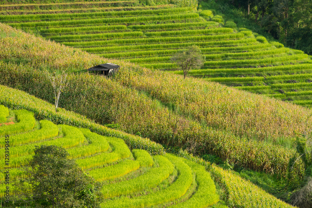 Rice terraces pattern in Chiang Mai, Thailand