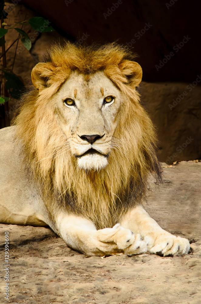 Big male lion lying.Portrait of a Beautiful lion.