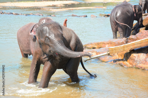 Elephants At Pinnawala Elephant Orphanage, Sri Lanka.  Pinnawala Elephant Orphanage  Is An Orphanage, Nursery And Captive Breeding Ground For Wild Asian Elephants photo