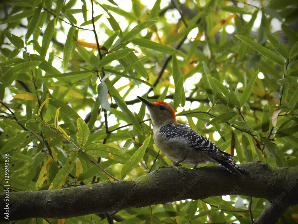 Red-bellied woodpecker perched in tree Red-bellied woodpecker perched in tree