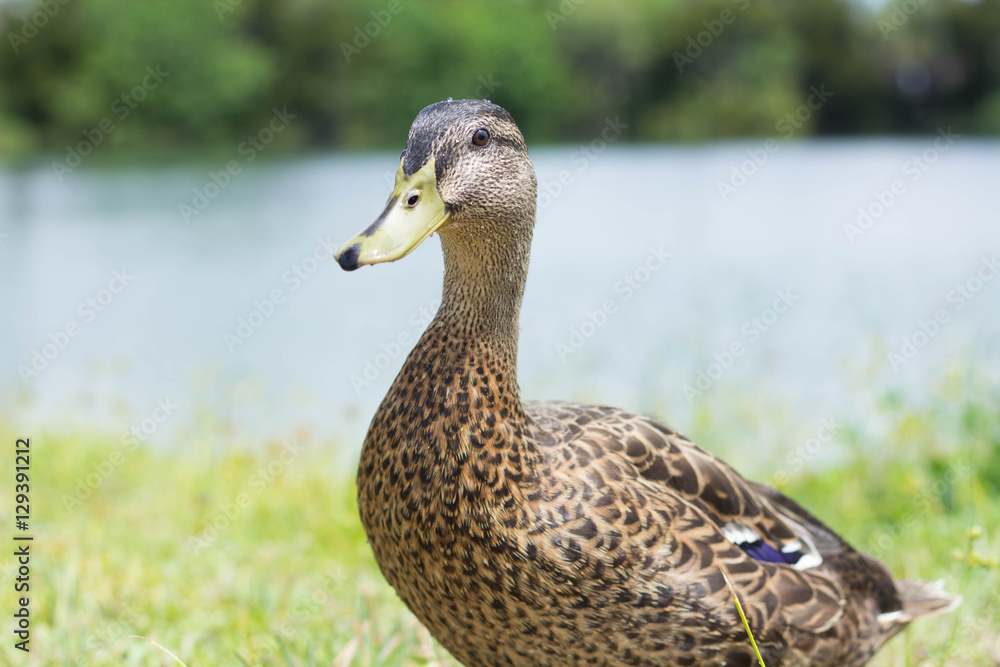 Animals Animals