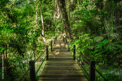 walkway   in the forest 