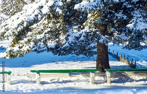 Benches under a pine tree in winter