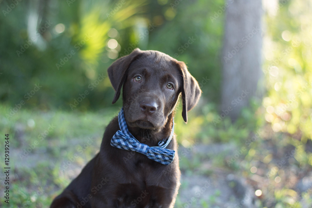 Chocolate Lab Chocolate Lab