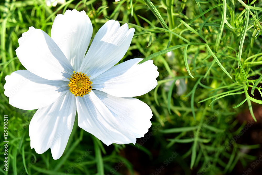 White flower top view and empty space for text. White flower top view and empty space for text.