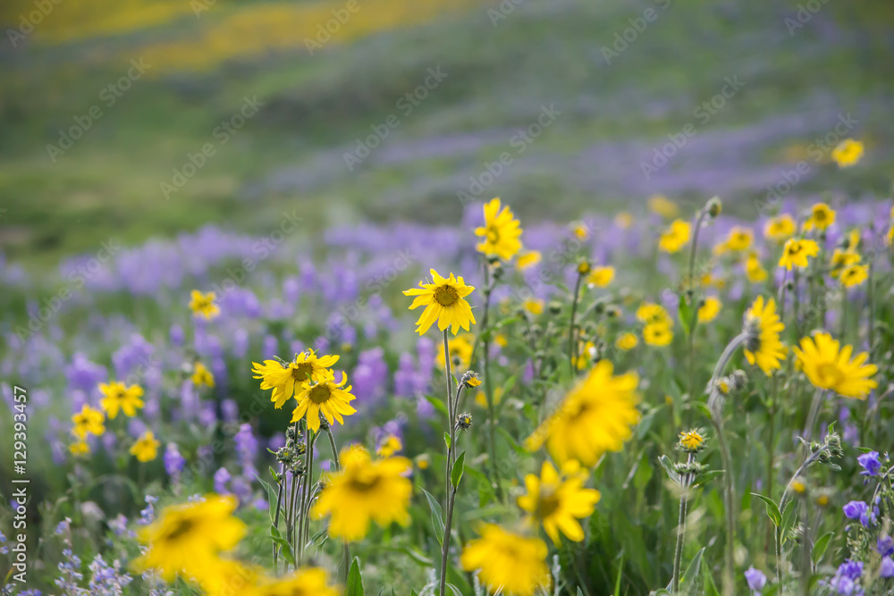 Fototapeta premium Colorado Meadow