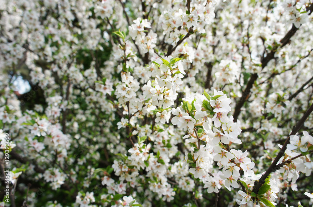 Branches of blossoming white cherry flowers tree Branches of blossoming white cherry flowers tree