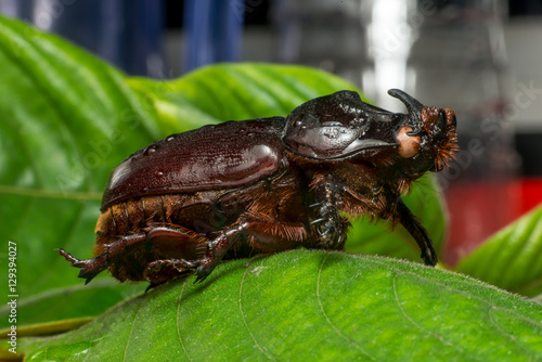 Asiatic rhinoceros beetle (Oryctes rhinoceros) on a leaf © naaimzerox2
