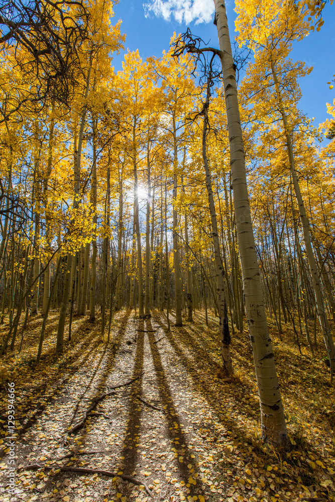 Fototapeta premium Aspen Sun Rays