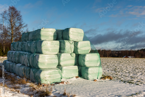 Silage bales on a field on a sunny winter day