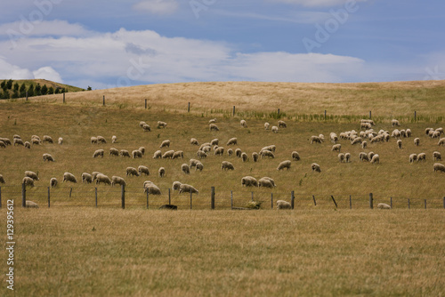 Flock of sheep grazing in a hill