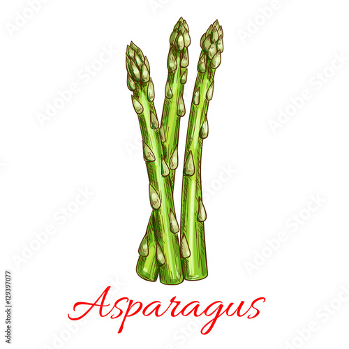 Asparagus vegetable stem isolated sketch