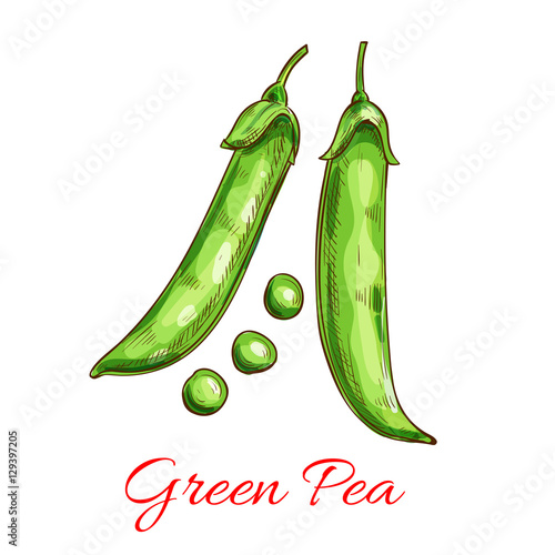 Green pea vegetable sketch with fresh pod, grain