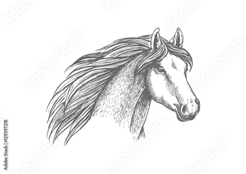 Horse head sketch of purebred arabian mare