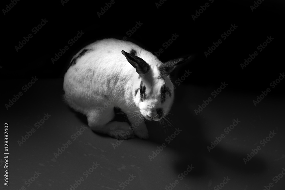 Naklejka premium rabbit animal abuse black and white concept