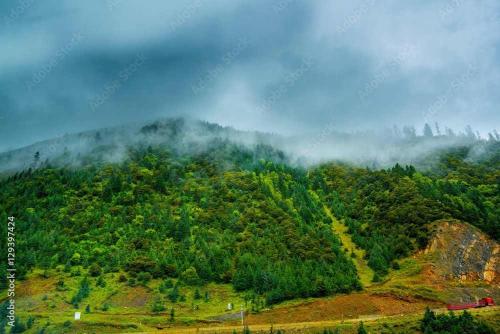 Forested mountain slope in low lying cloud with the evergreen conifers shrouded in mist in a scenic landscape view Forested mountain slope in low lying cloud with the evergreen conifers shrouded in mist in a scenic landscape view