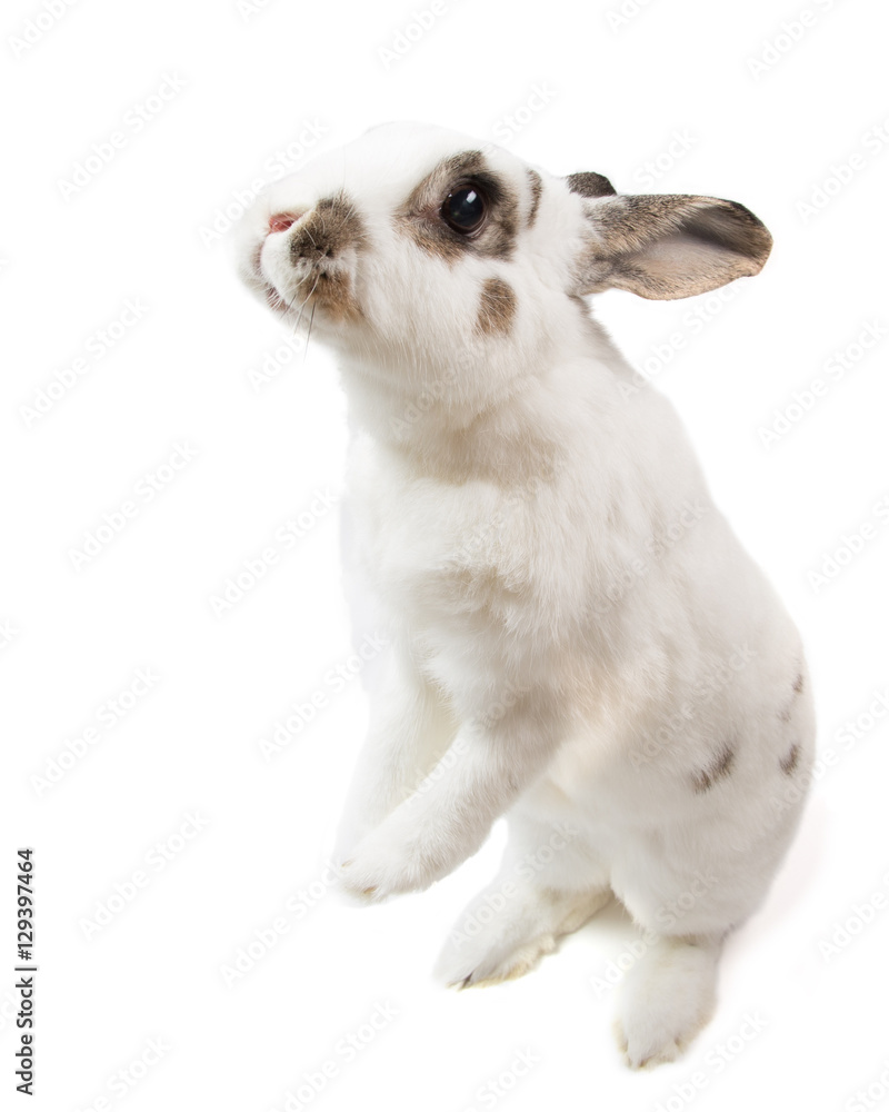 Cute spotted white rabbit stand up on white isolated looking for Cute spotted white rabbit stand up on white isolated looking for