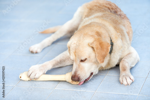 Картината върху платно Dog labrador retriever chew rawhide bone