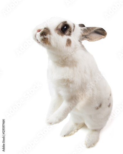 Cute spotted white rabbit stand up on white isolated looking for