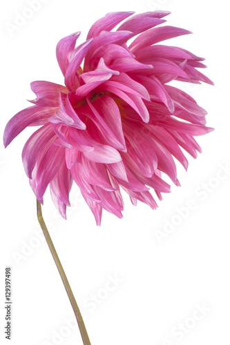 Fototapeta Naklejka Na Ścianę i Meble -  dahlia