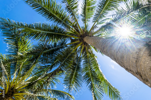 Fototapeta Naklejka Na Ścianę i Meble -  The sun shines through the branches of a palm tree