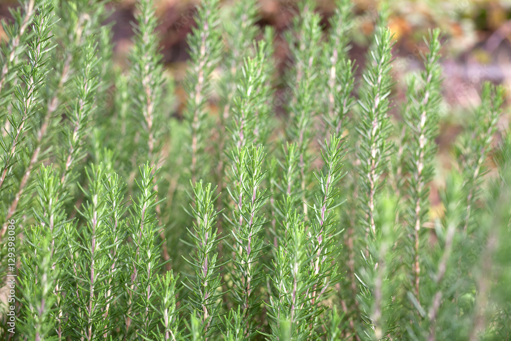 Shallow DOF of rosemary trees at organic vegetable garden