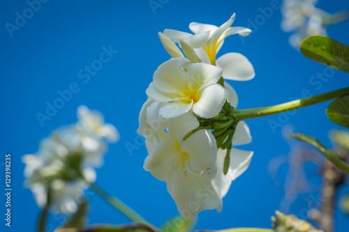 Plumeria flower white tropical flower, plumeria flower blooming on tree, spa flower
