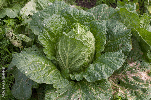 fresh chinese cabbage at vegetable garden