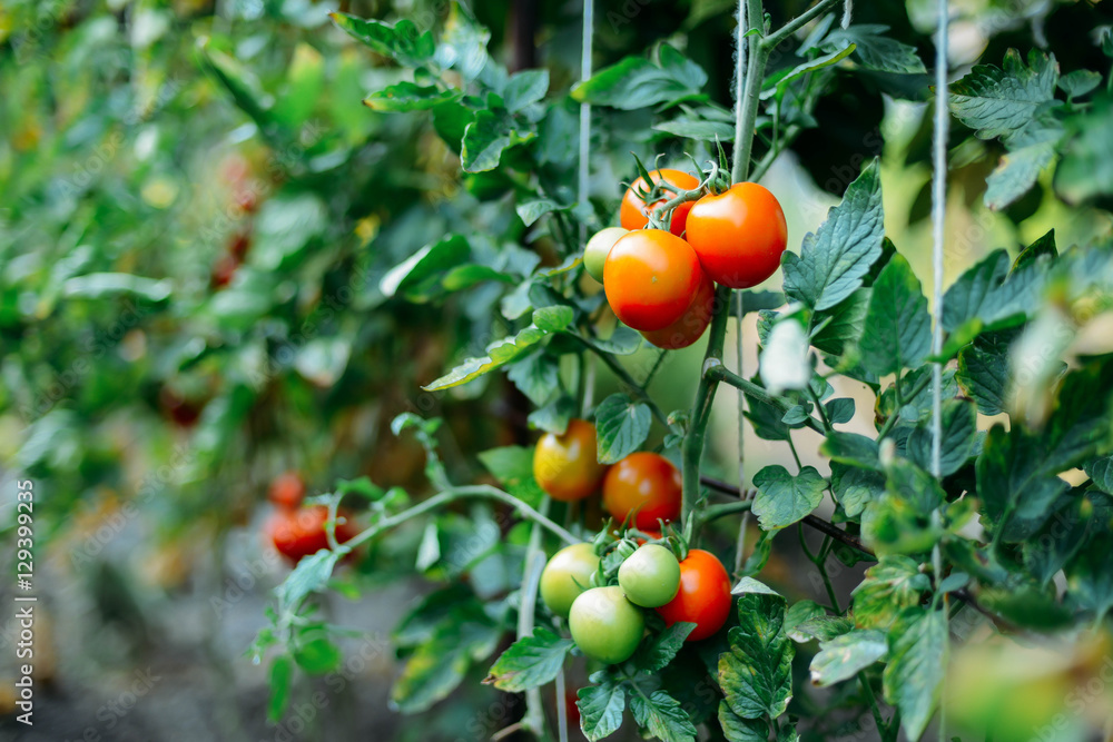 Vegetable garden with plants of red tomatoes. Ripe tomatoes on a