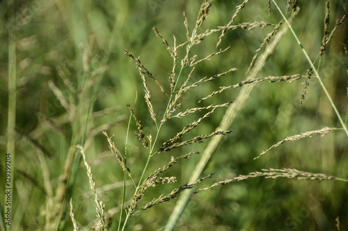 Grass blades and tufts