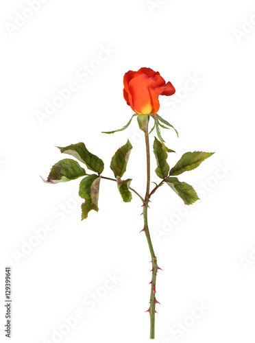 Orange rose on isolated background