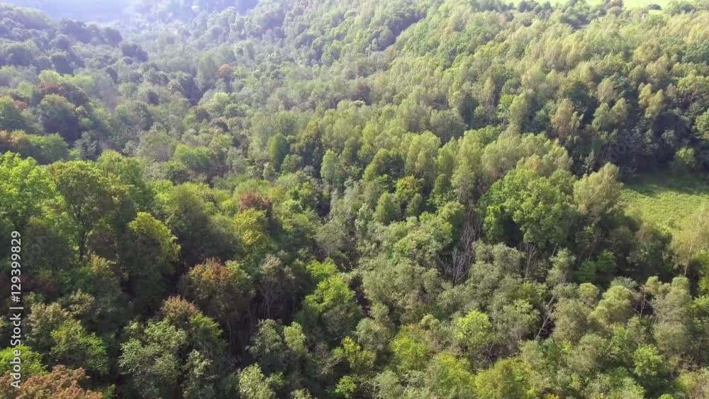 flying above forest at summer time flying above forest at summer time