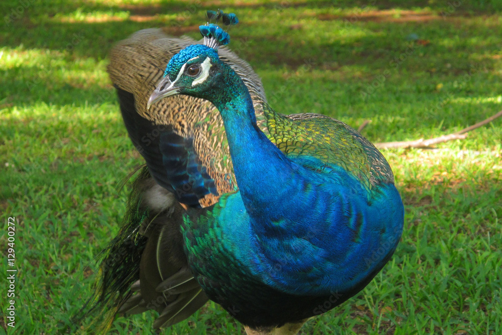 Fototapeta premium Peacock