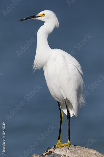 Snowy Egret perched on a rock - St. Petersburg, Florida