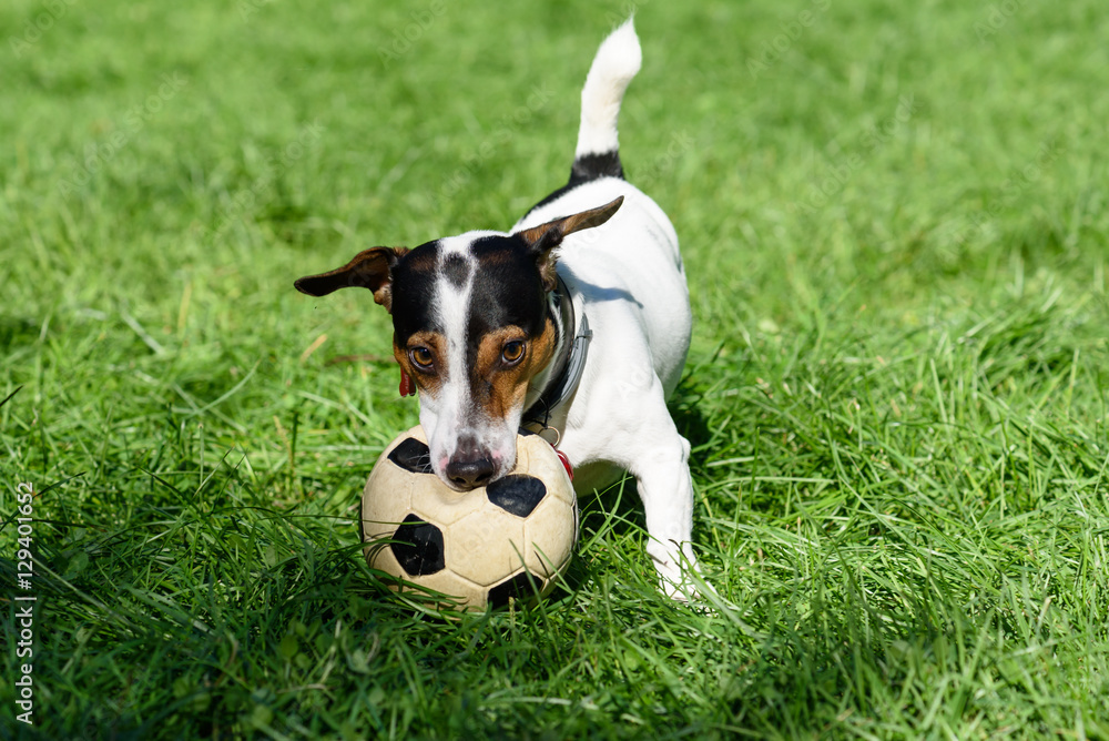 Dog biting football ball playing on green grass