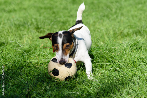 Dog biting football ball playing on green grass © alexei_tm