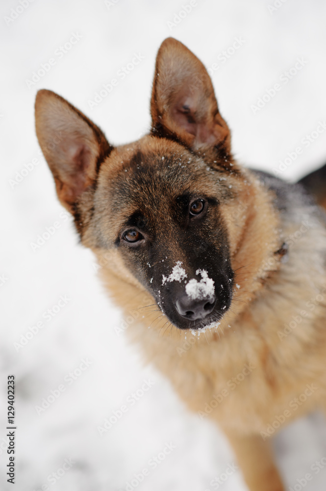 German Shepherds in the snow German Shepherds in the snow