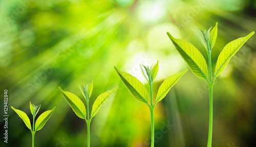Fotografia Small tree growing on the blurred fresh green nature background with bokeh of sunlight, Growth of business concepts
