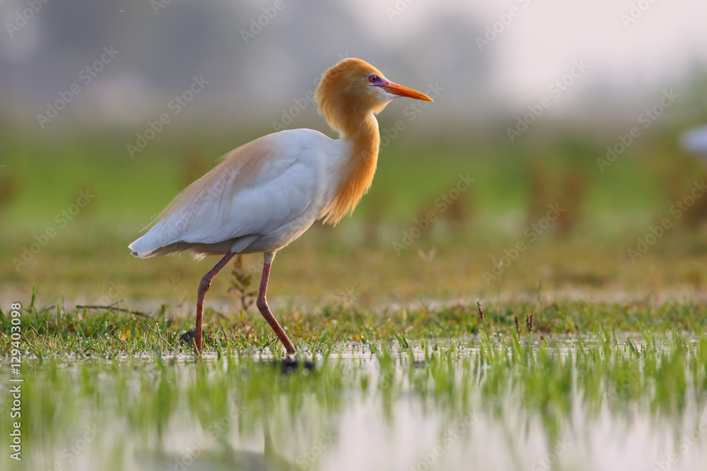 Western Cattle or Eastern Cattle Egret Western Cattle or Eastern Cattle Egret