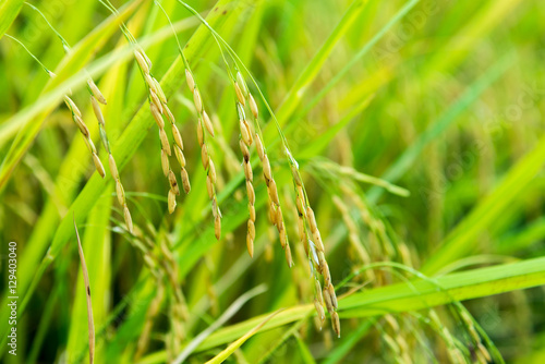 Rice plant, Rice field