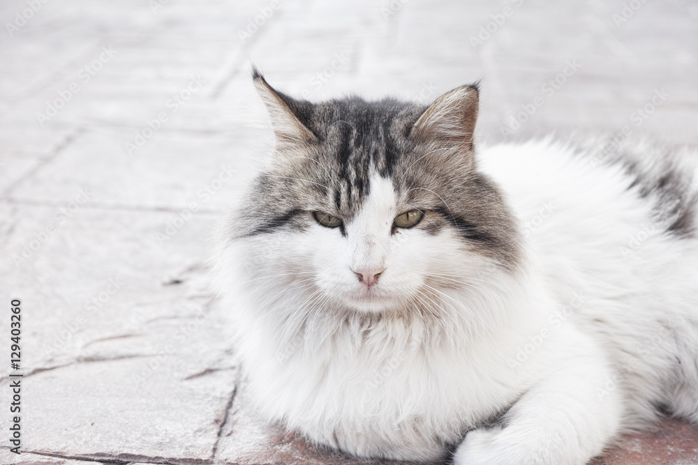 Stray cat looking at the camera Stray cat looking at the camera