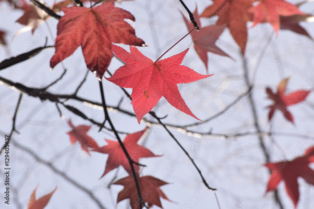 モミジバフウの紅葉