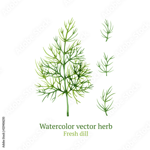 Watercolor vector dill