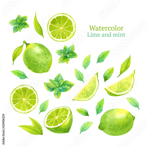 Watercolor vector lime and mint