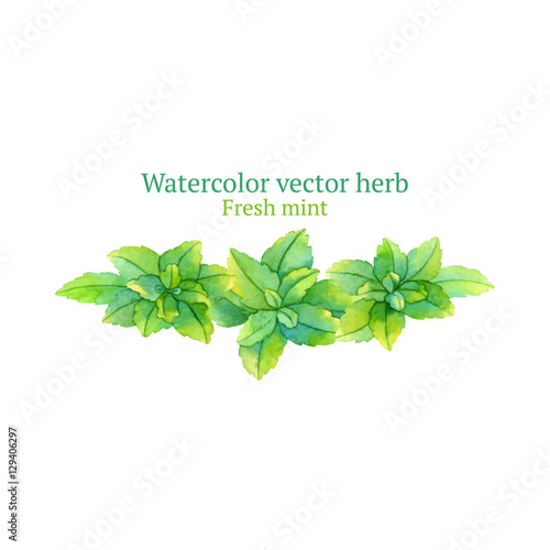 Watercolor vector vignette with fresh mint