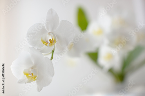 Fototapeta Naklejka Na Ścianę i Meble -  Белая орхидея